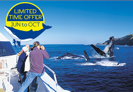 Tangalooma Whale Watching Tours